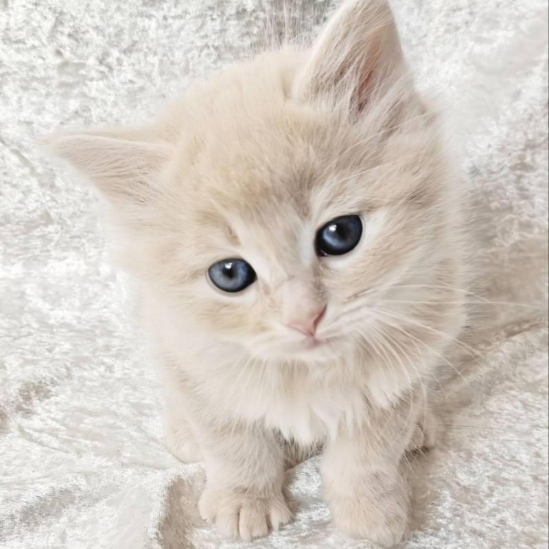 販売中の神奈川県のノルウェージャンフォレストキャット-136286