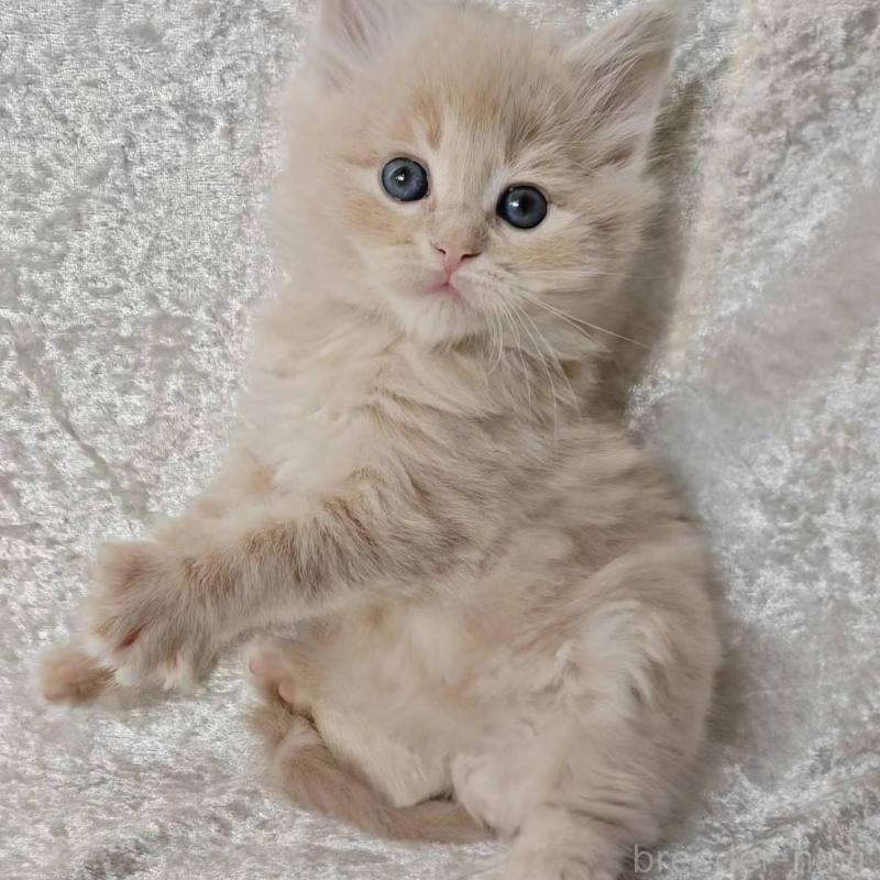 販売中の神奈川県のノルウェージャンフォレストキャット-136286の3枚目