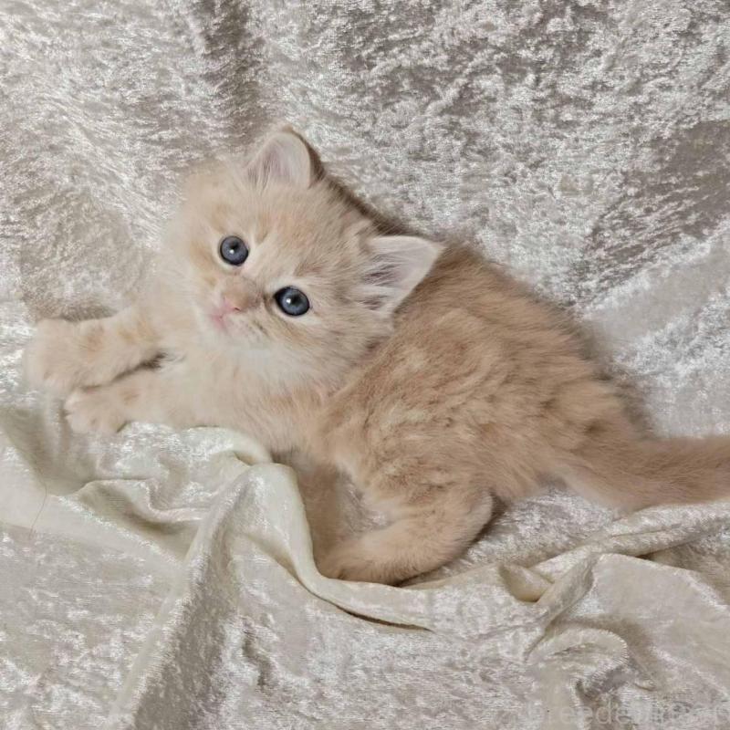 販売中の神奈川県のノルウェージャンフォレストキャット-136286の2枚目