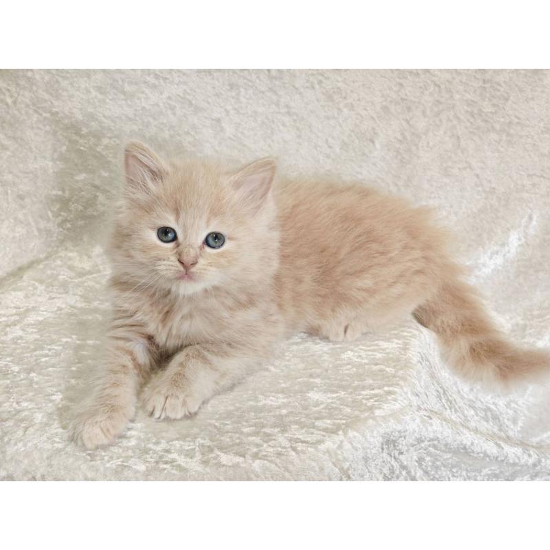 販売中の神奈川県のノルウェージャンフォレストキャット-136287の5枚目