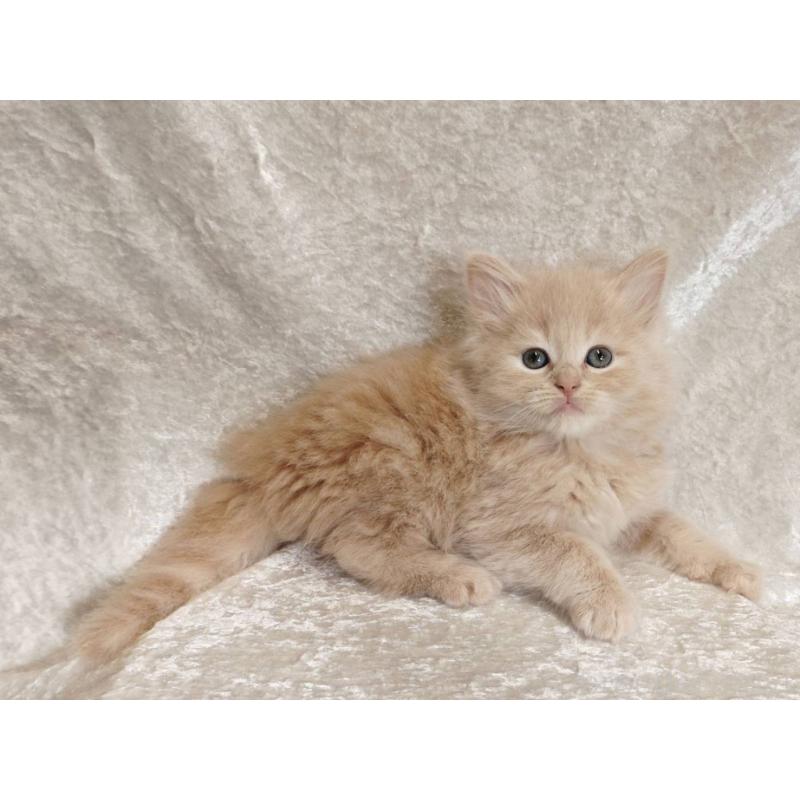 販売中の神奈川県のノルウェージャンフォレストキャット-136287の4枚目