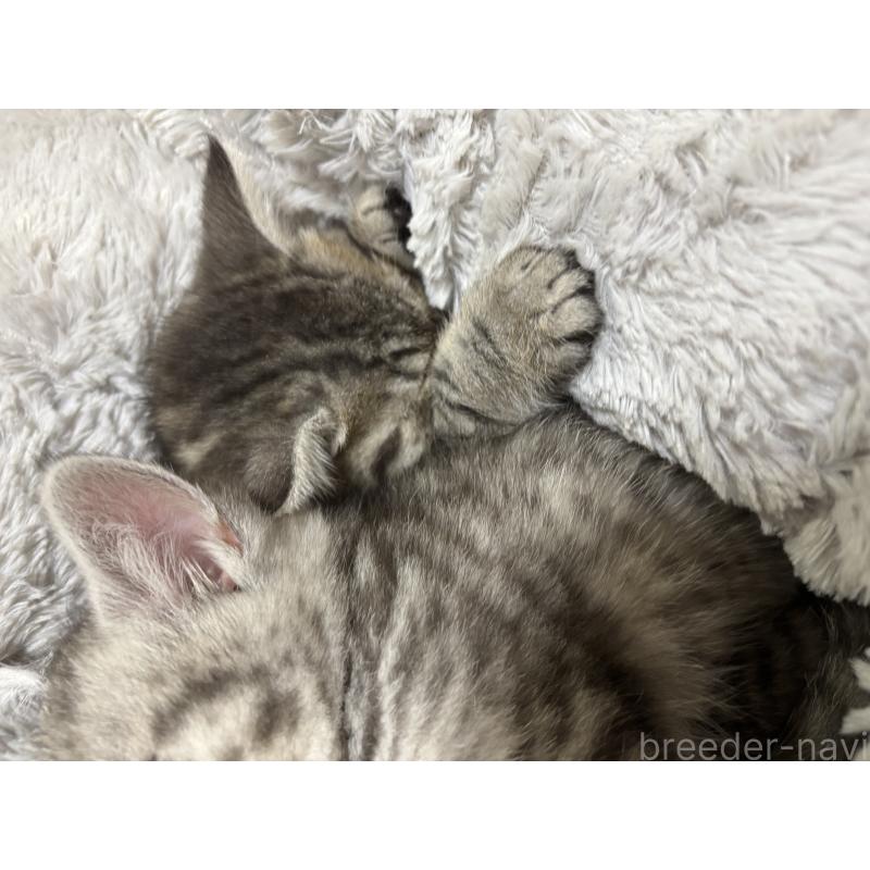 販売中の千葉県のスコティッシュフォールド-134881の3枚目