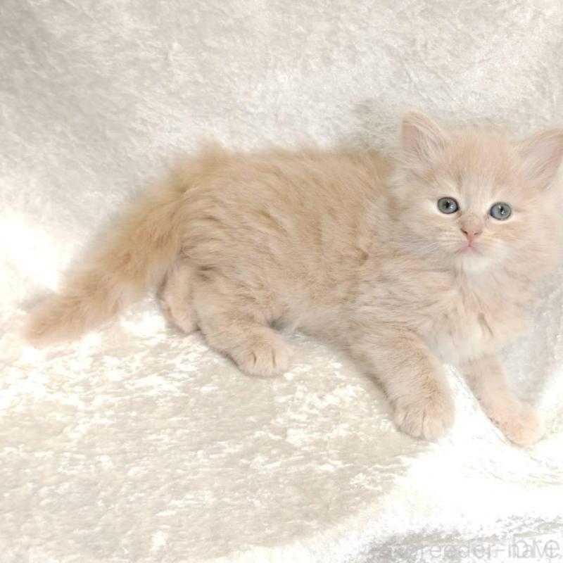 販売中の神奈川県のノルウェージャンフォレストキャット-136287の3枚目