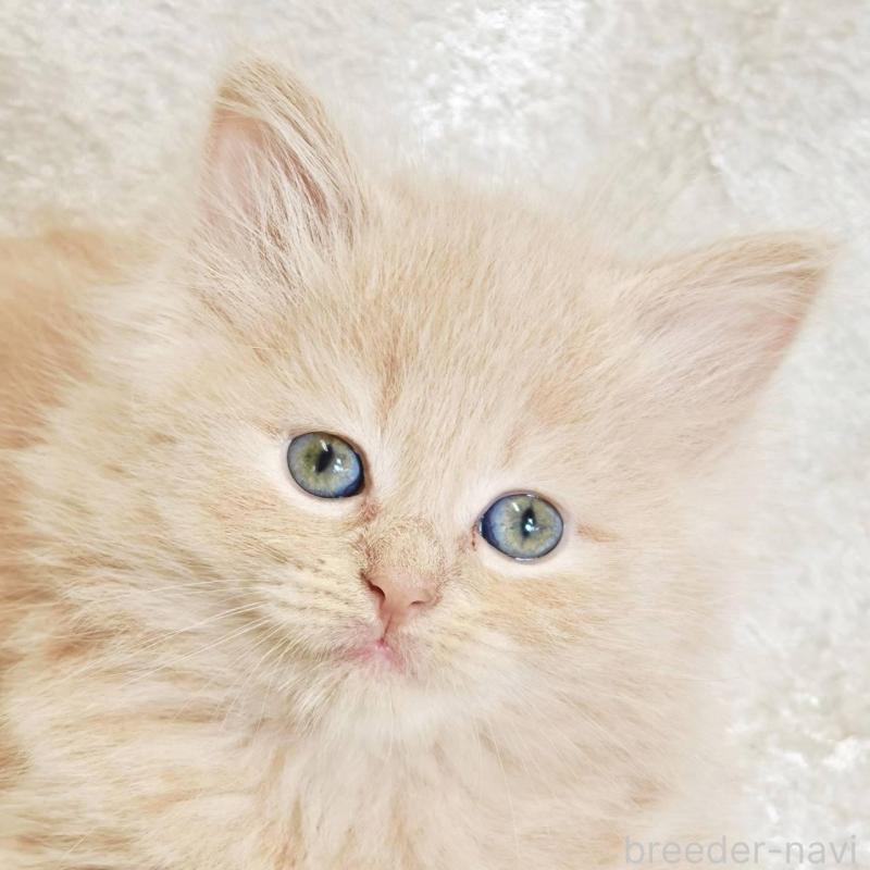 販売中の神奈川県のノルウェージャンフォレストキャット-136287