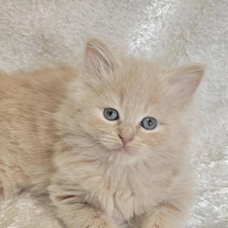 販売中の神奈川県のノルウェージャンフォレストキャット-136287の2枚目