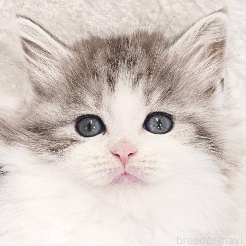 販売中の神奈川県のノルウェージャンフォレストキャット-136288