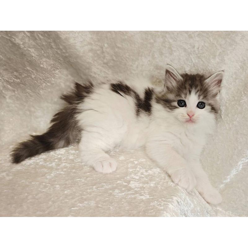 販売中の神奈川県のノルウェージャンフォレストキャット-136288の5枚目