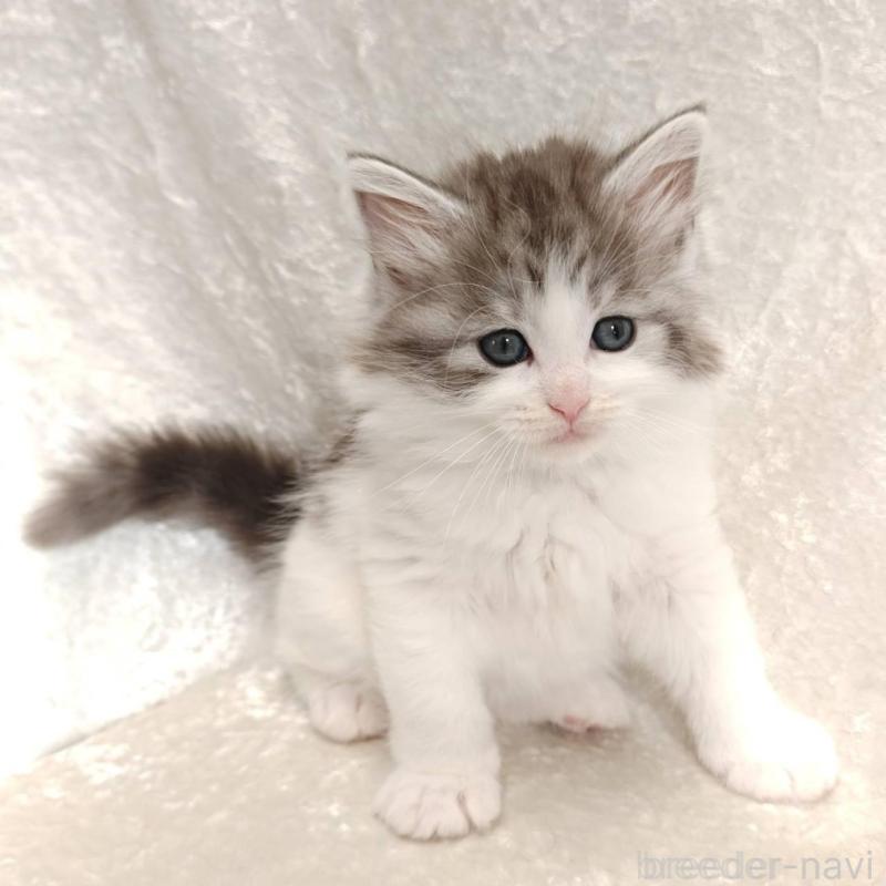 販売中の神奈川県のノルウェージャンフォレストキャット-136288の4枚目