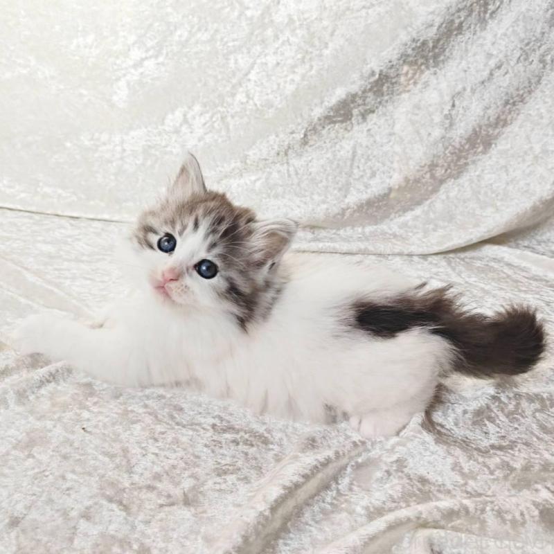 販売中の神奈川県のノルウェージャンフォレストキャット-136288の3枚目