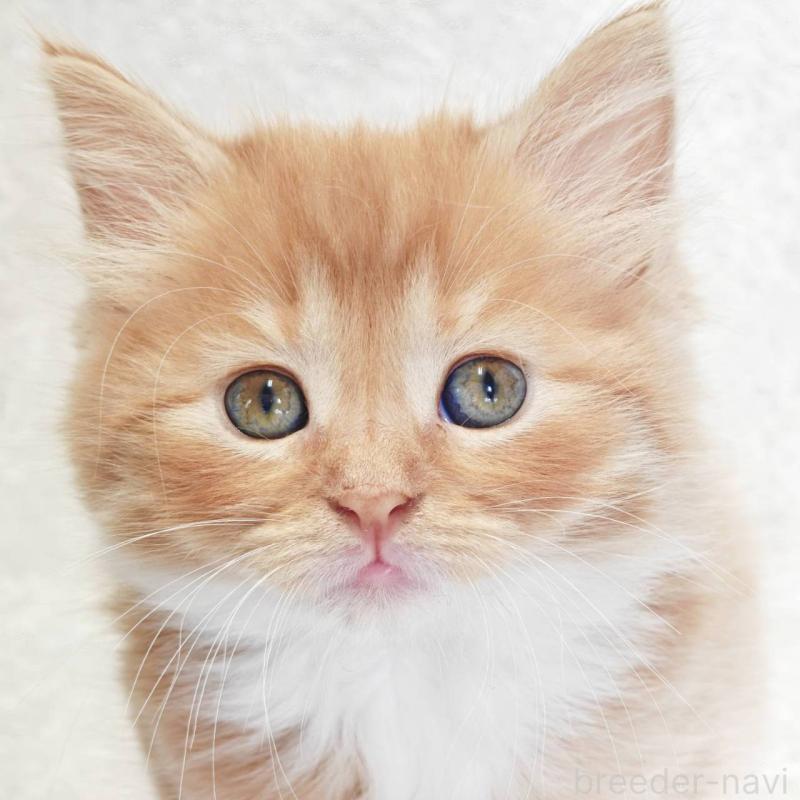 販売中の神奈川県のノルウェージャンフォレストキャット-136289の1枚目