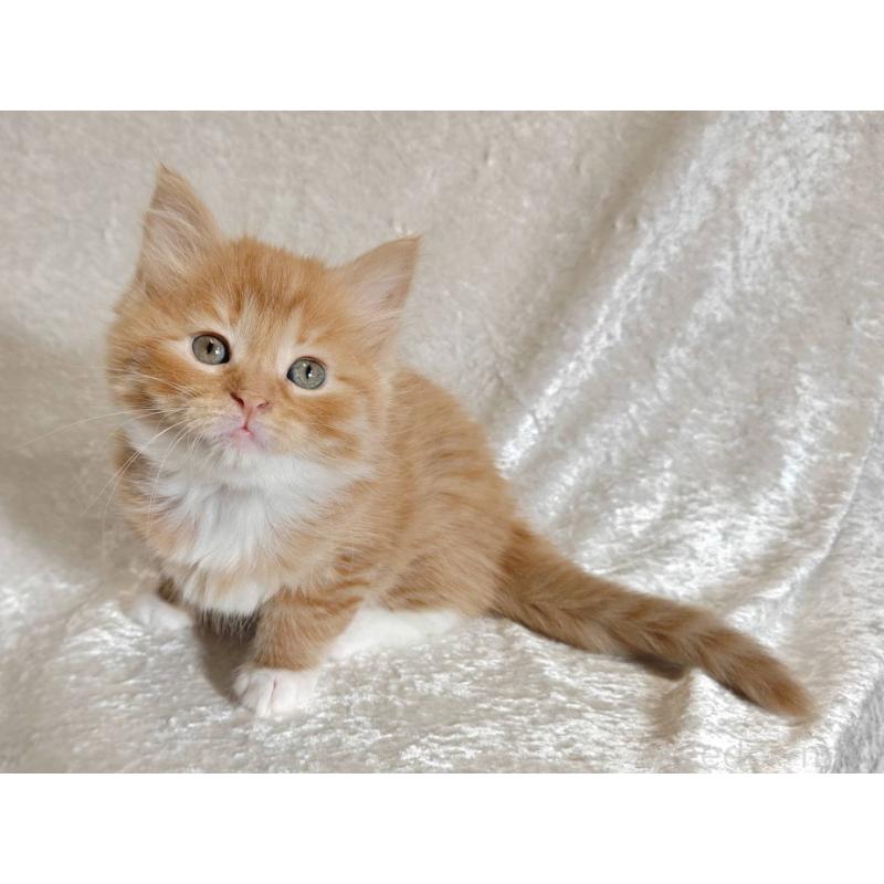 販売中の神奈川県のノルウェージャンフォレストキャット-136289の6枚目