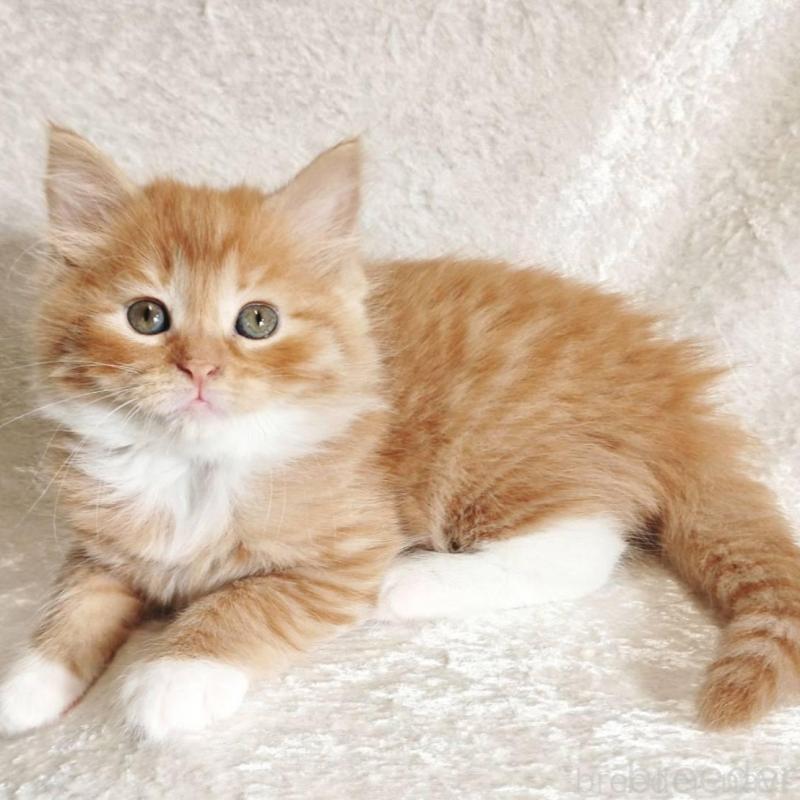 販売中の神奈川県のノルウェージャンフォレストキャット-136289の4枚目