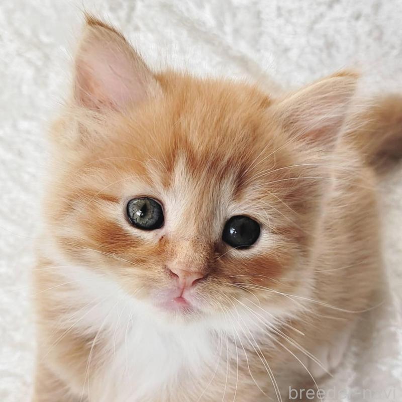 販売中の神奈川県のノルウェージャンフォレストキャット-136289の3枚目