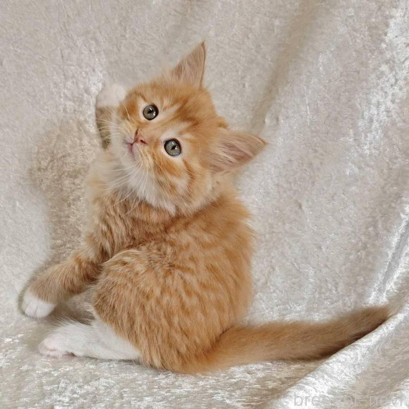 販売中の神奈川県のノルウェージャンフォレストキャット-136289の2枚目