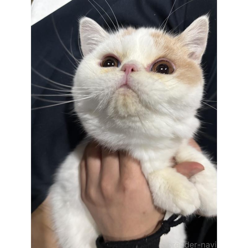 販売中の大阪府のミヌエット-118235の7枚目