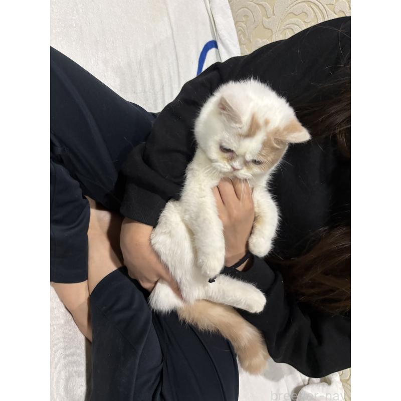 販売中の大阪府のミヌエット-118235の6枚目