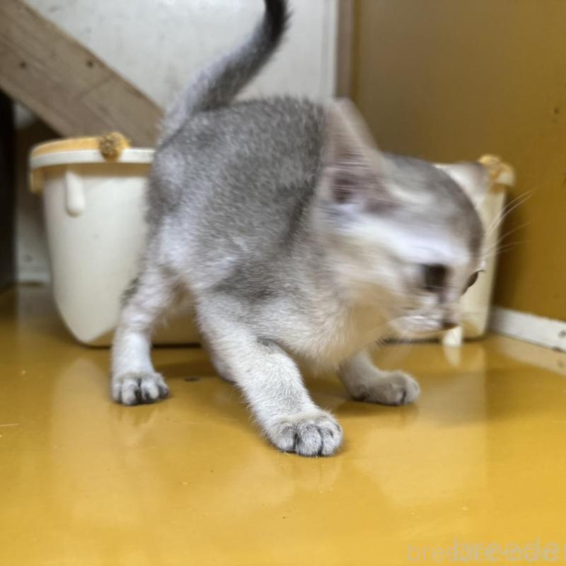 販売中の茨城県のシンガプーラ-136290の9枚目