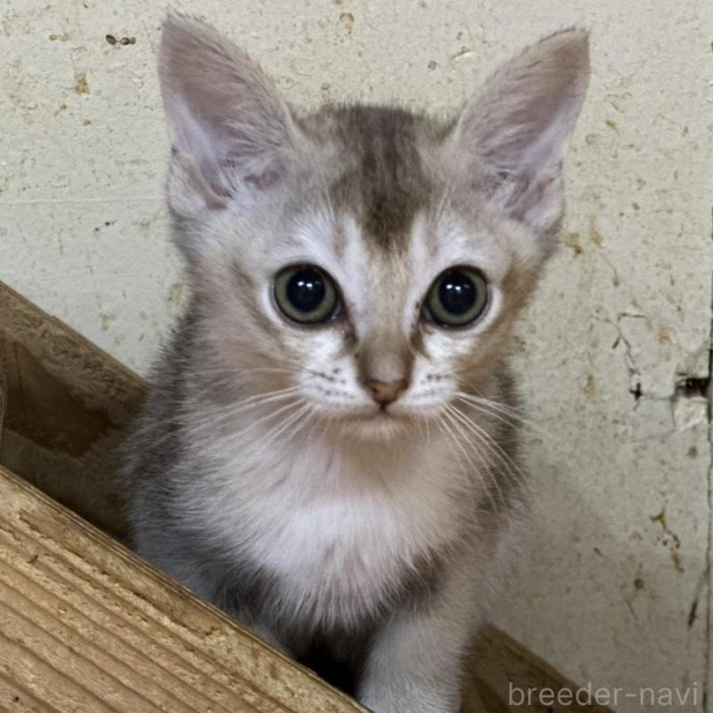 販売中の茨城県のシンガプーラ-136290の1枚目