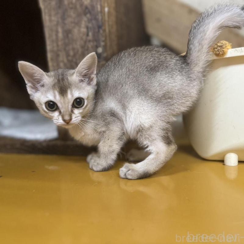 販売中の茨城県のシンガプーラ-136290の7枚目