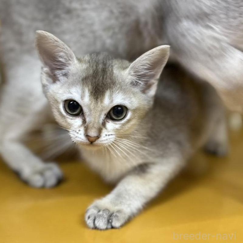 販売中の茨城県のシンガプーラ-136290の5枚目