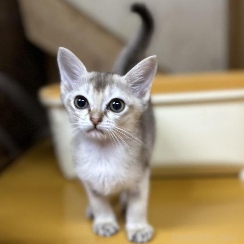 販売中の茨城県のシンガプーラ-136290の4枚目