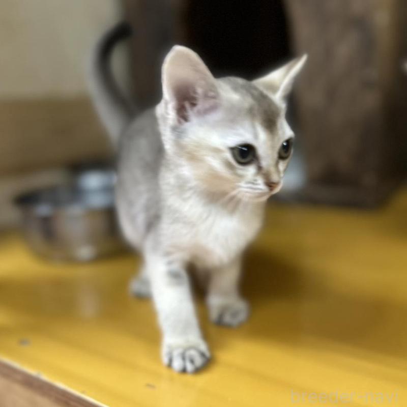 販売中の茨城県のシンガプーラ-136290の3枚目