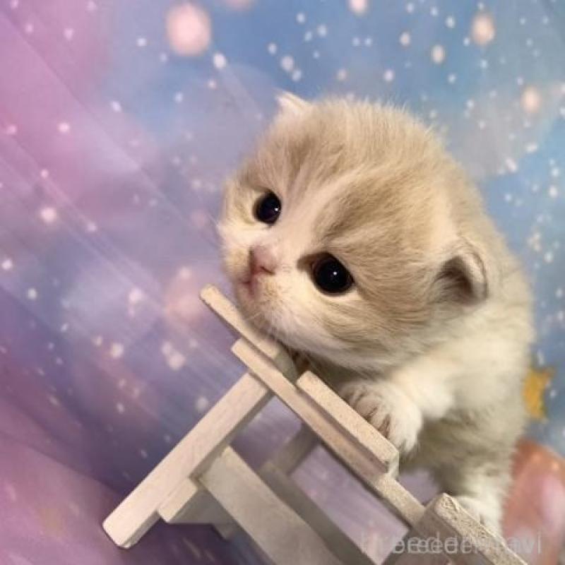 販売中の大阪府のスコティッシュフォールド-136291の6枚目