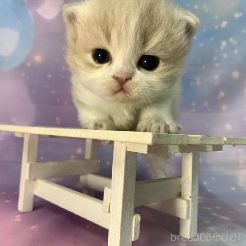 販売中の大阪府のスコティッシュフォールド-136291の5枚目