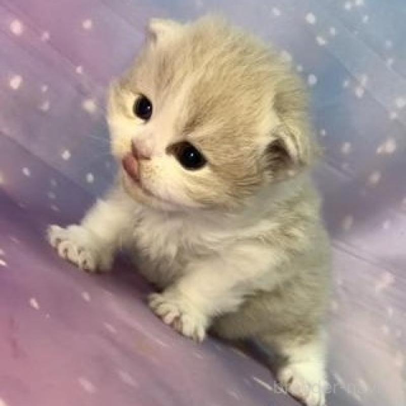 販売中の大阪府のスコティッシュフォールド-136291の4枚目