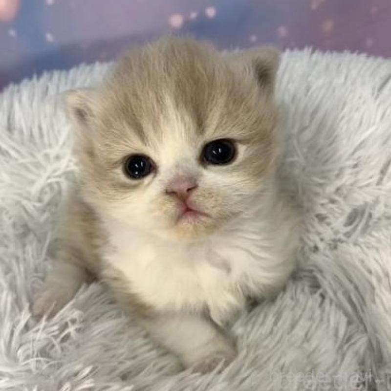 販売中の大阪府のスコティッシュフォールド-136291の3枚目