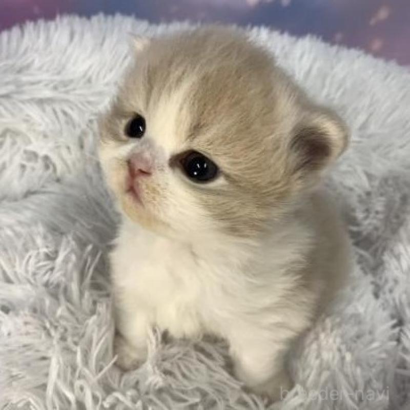 販売中の大阪府のスコティッシュフォールド-136291の2枚目