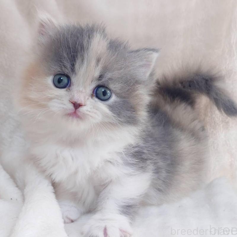 販売中の愛知県のミヌエット-136292の8枚目