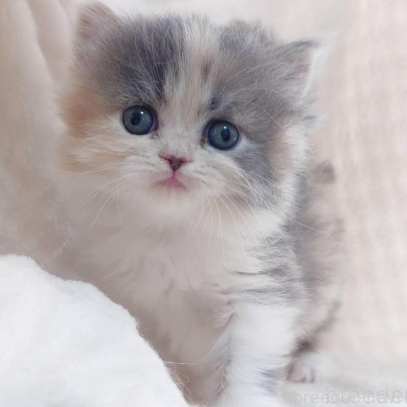 販売中の愛知県のミヌエット-136292