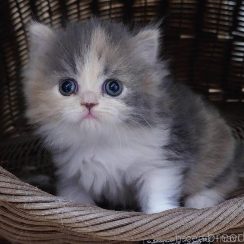 販売中の愛知県のミヌエット-136292の7枚目