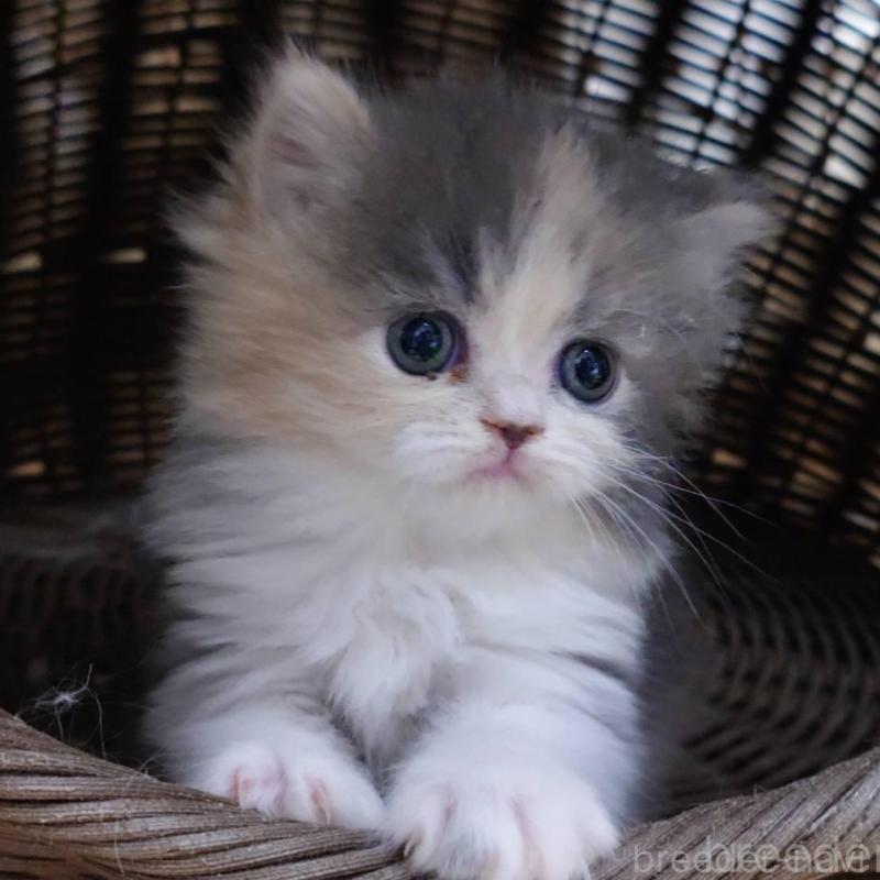 販売中の愛知県のミヌエット-136292の5枚目