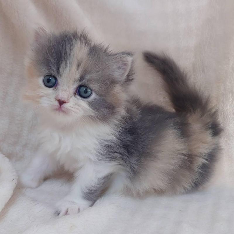 販売中の愛知県のミヌエット-136292の4枚目