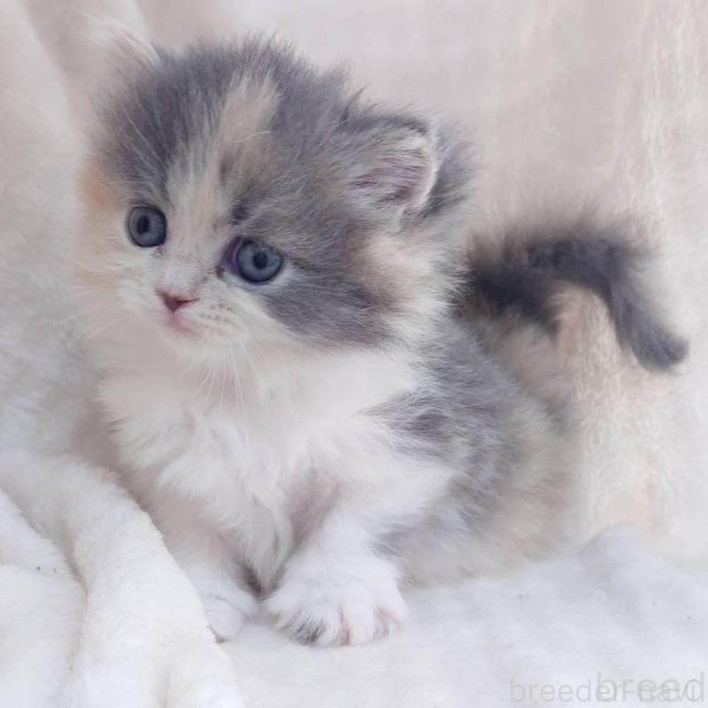 販売中の愛知県のミヌエット-136292の3枚目