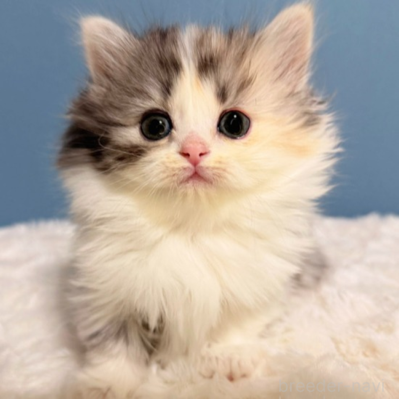 商談中の福岡県のミヌエット(短足)-136293の1枚目