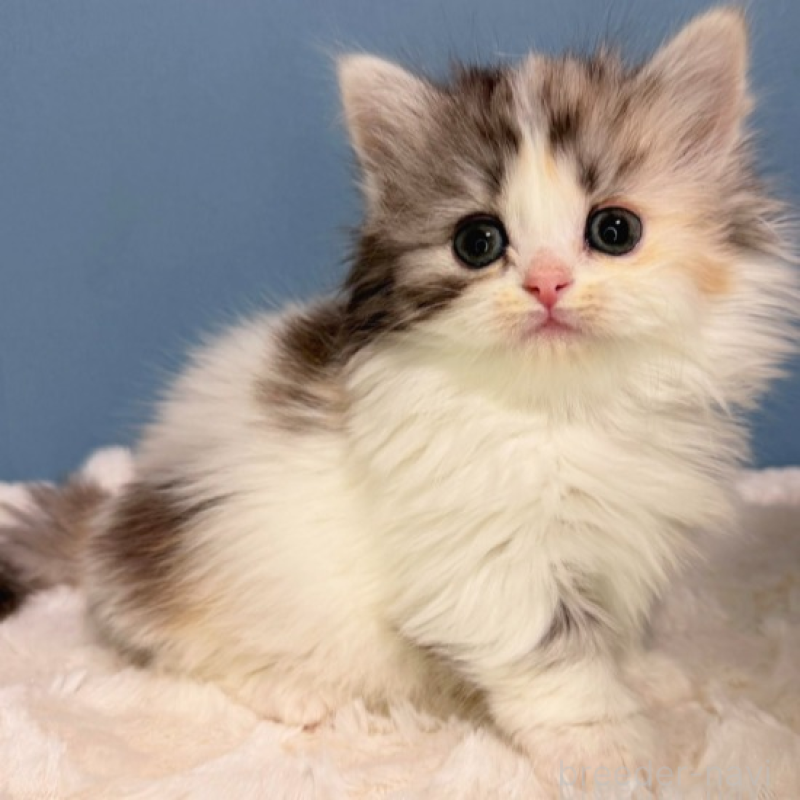 商談中の福岡県のミヌエット(短足)-136293の4枚目