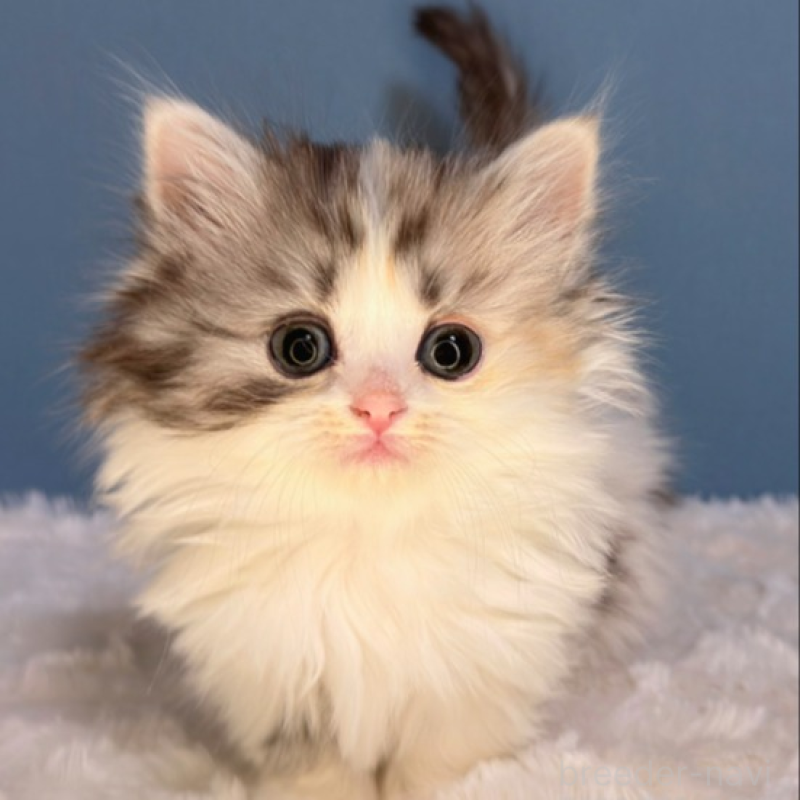 商談中の福岡県のミヌエット(短足)-136293の3枚目