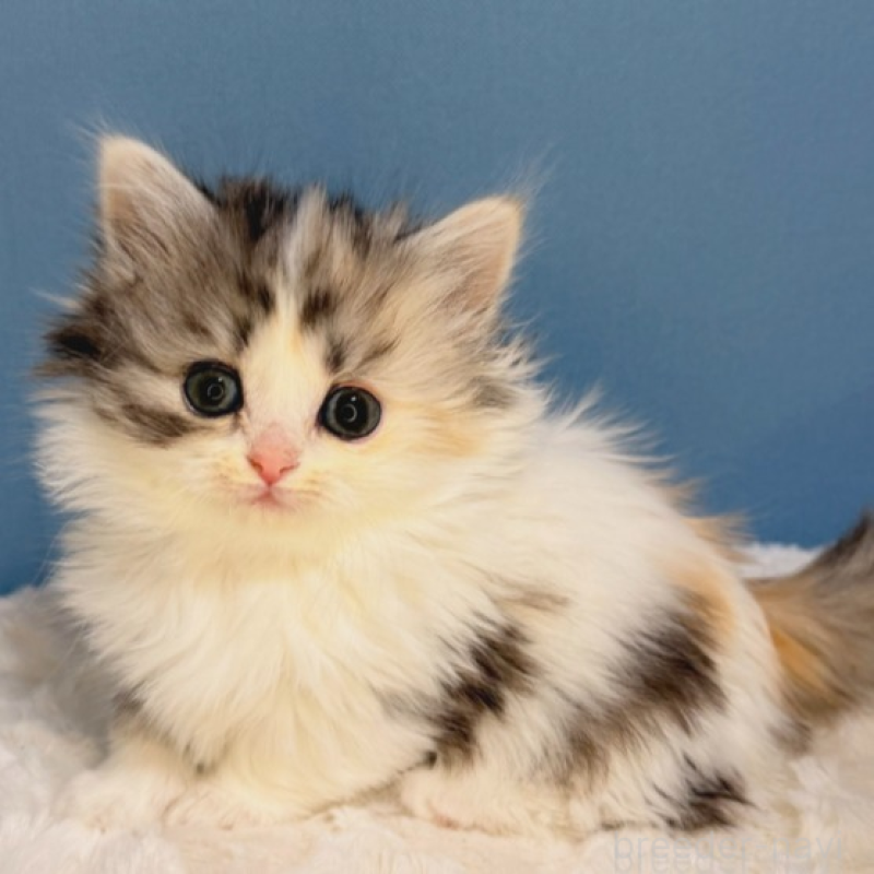 商談中の福岡県のミヌエット(短足)-136293の2枚目