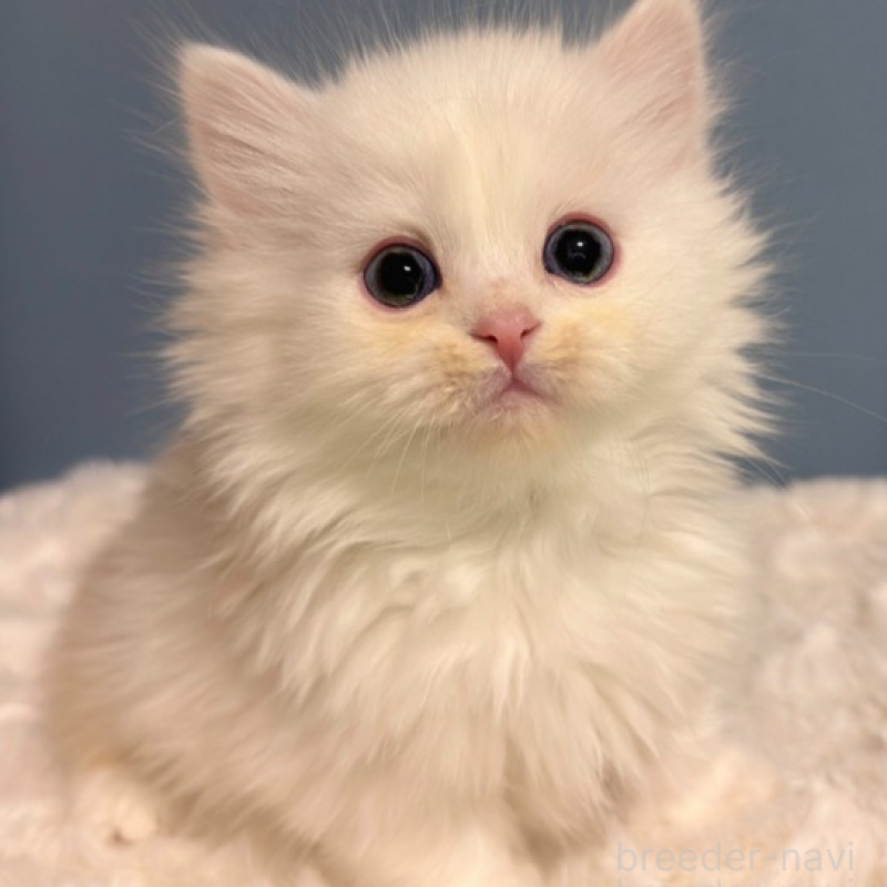 販売中の福岡県のミヌエット(短足)-136294の1枚目