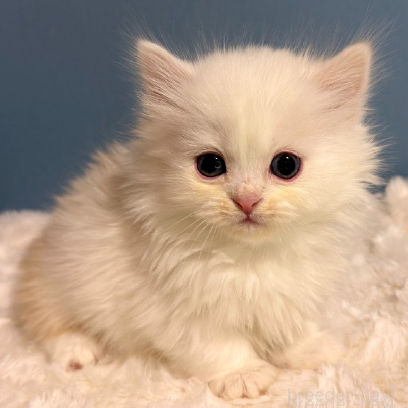 販売中の福岡県のミヌエット(短足)-136294の4枚目