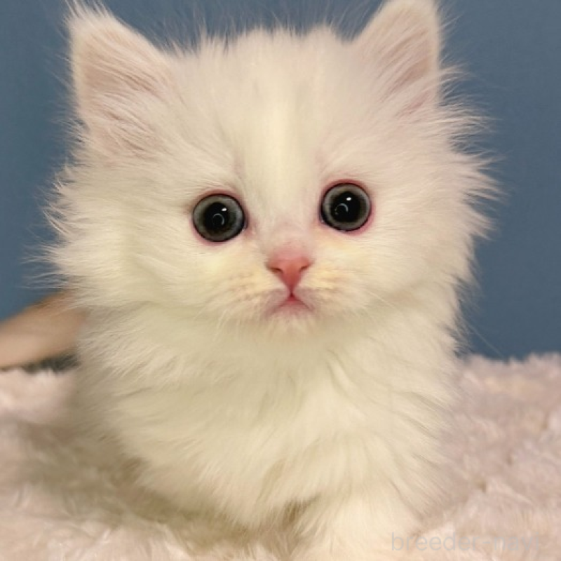 販売中の福岡県のミヌエット(短足)-136294の2枚目