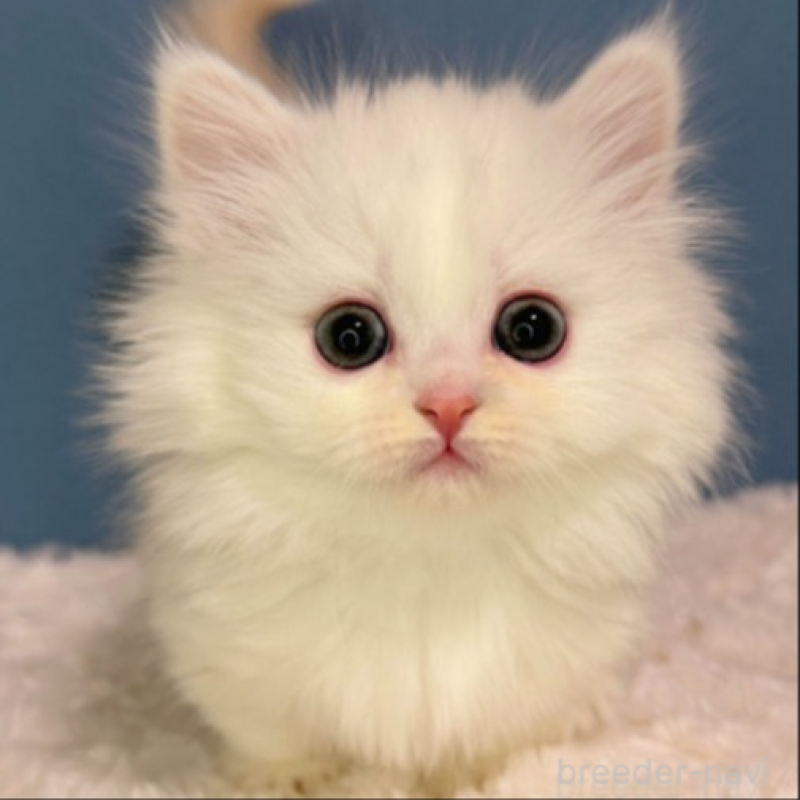 販売中の福岡県のミヌエット(短足)-136295