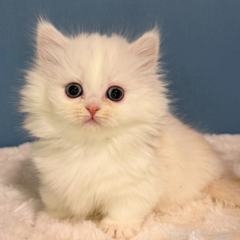 販売中の福岡県のミヌエット(短足)-136295の4枚目