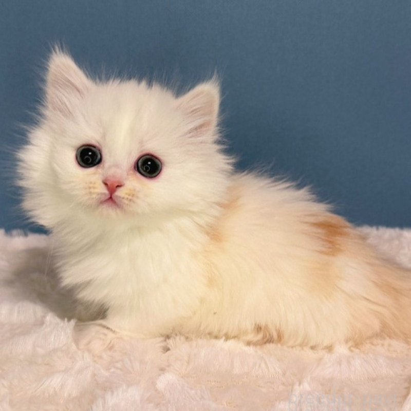 販売中の福岡県のミヌエット(短足)-136295の3枚目