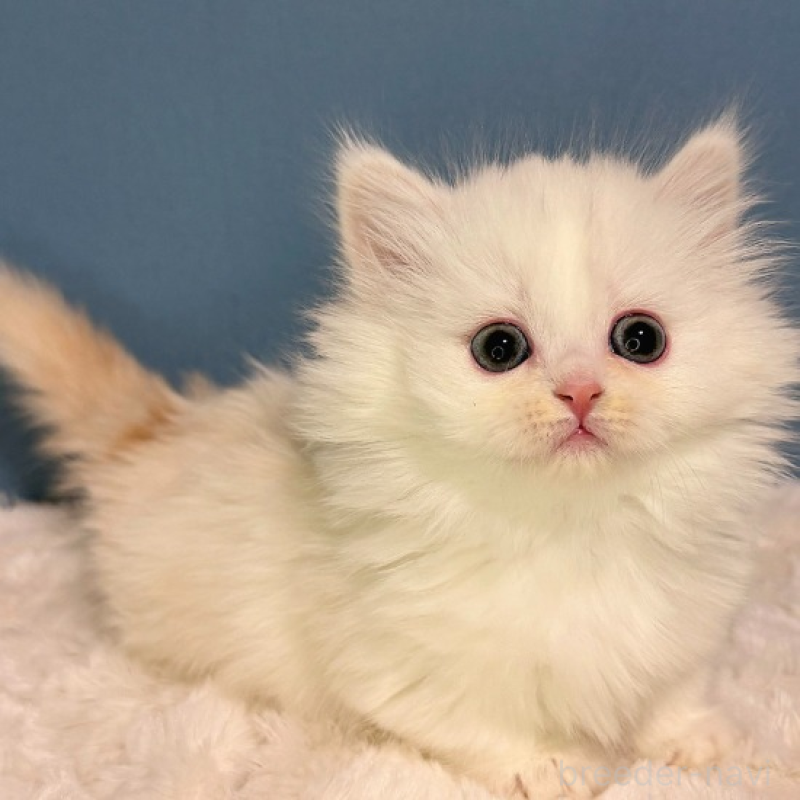 販売中の福岡県のミヌエット(短足)-136295の2枚目