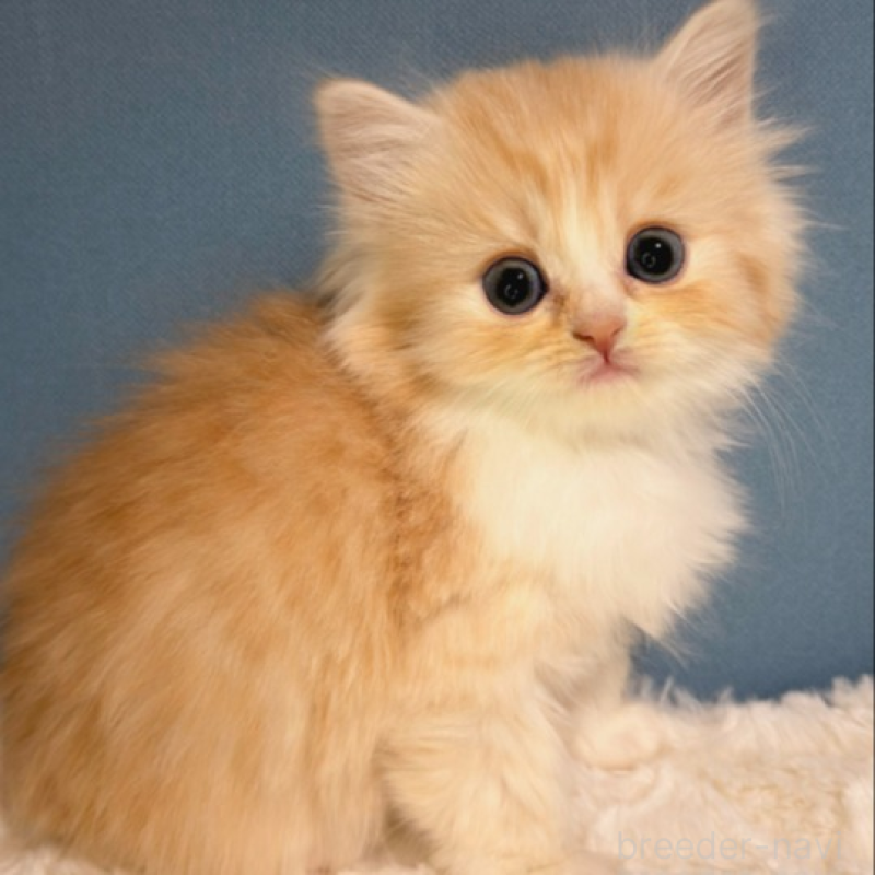 販売中の福岡県のミヌエット-136296の4枚目