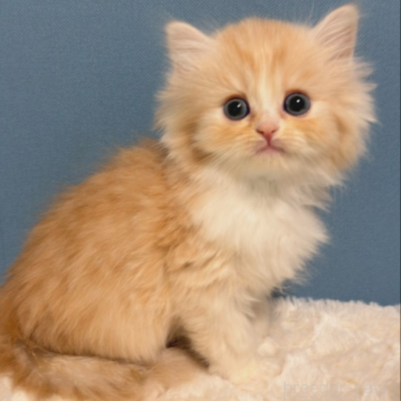 販売中の福岡県のミヌエット-136296の3枚目